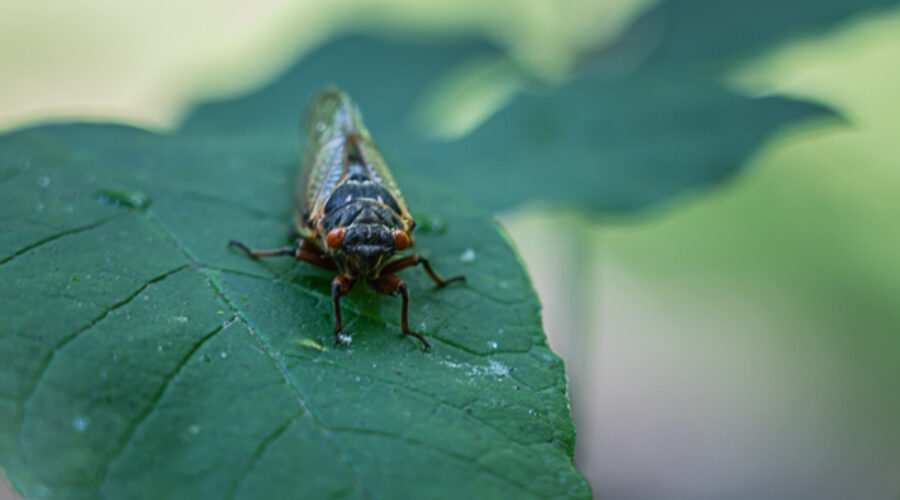 INTERVIEW WITH A CICADA