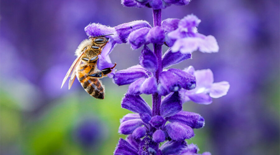 BE A BEE