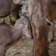 TWENTY-EIGHT GOATS