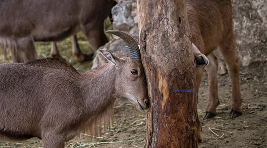 goat butting a tree
