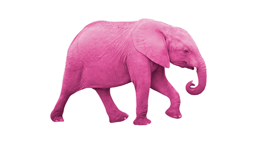 THE ELEPHANT IN MY HEAD