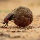 CONSIDER THE DUNG BEETLE