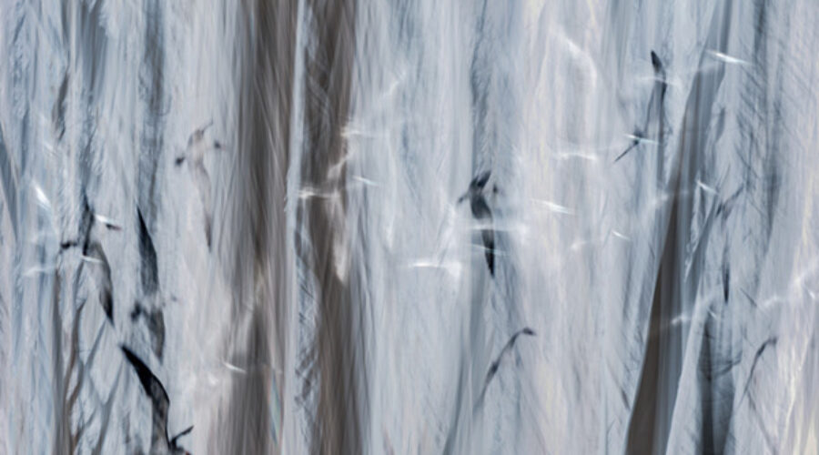 Winter Fantasy